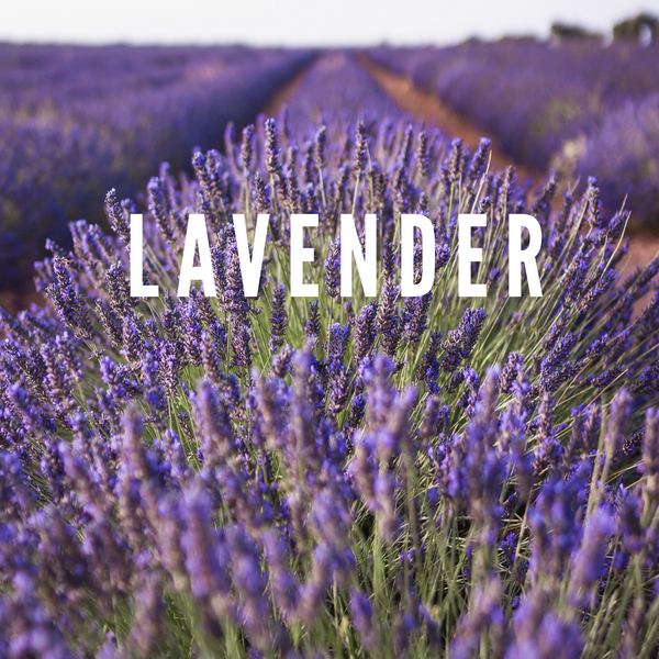 Lavender Coconut Soap - Fisher Soap Company, LLC